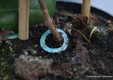 Deze ring is ontwikkeld samen met Lannes & Fils ontworpen om de rechten van de veredelaar te beschermen.